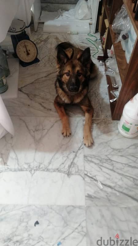 8 months german shepherd for sale 3