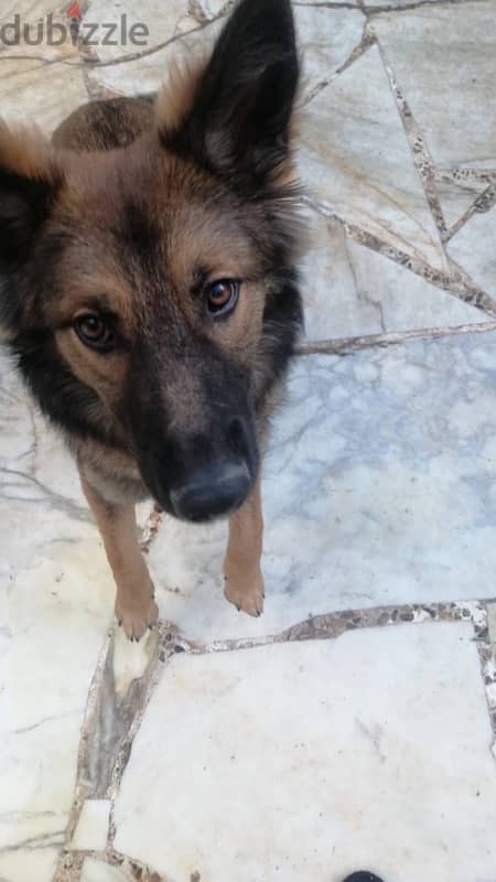 8 months german shepherd for sale 4