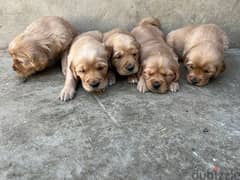 golden retriever puppies 0