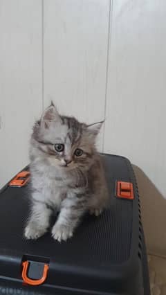 kitten for sale 0