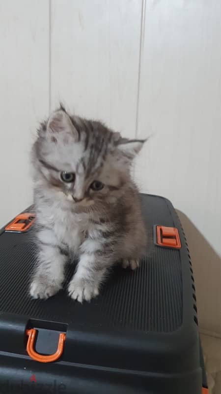 kitten for sale 1