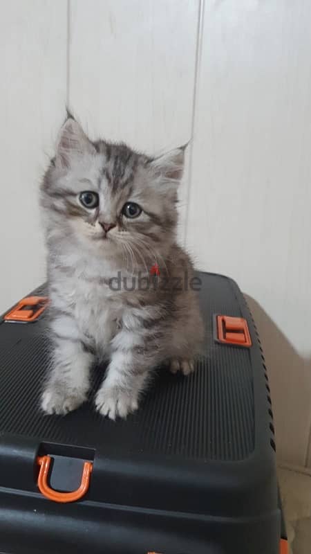 kitten for sale 4