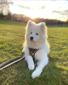 Samoyed Pure Puppies Available/ dog كلاب 0