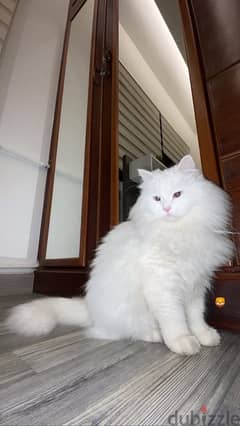 For Sale Persian Cat (White) 0