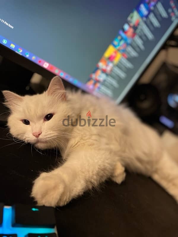 For Sale Persian Cat (White) 2