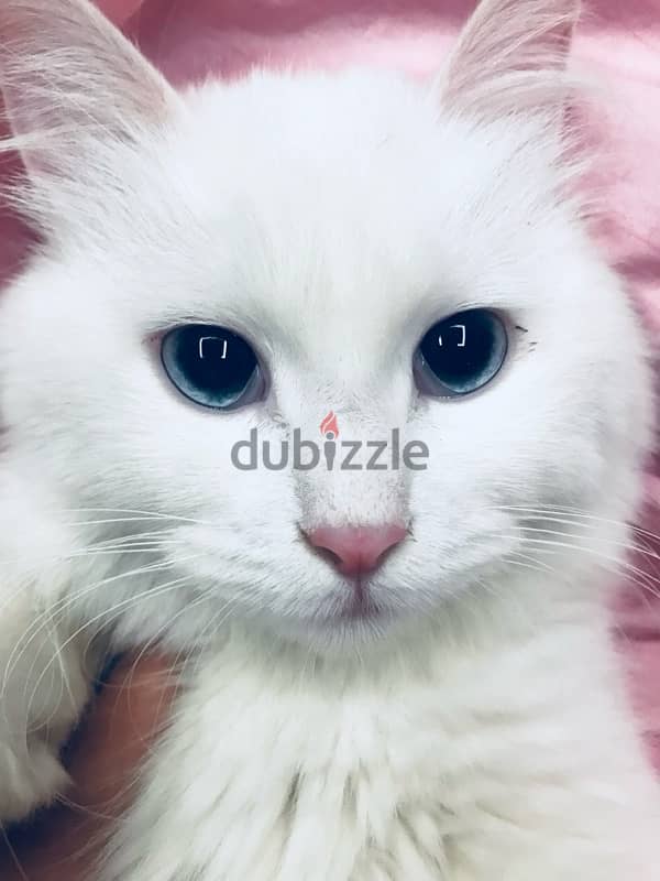 For Sale Persian Cat (White) 4