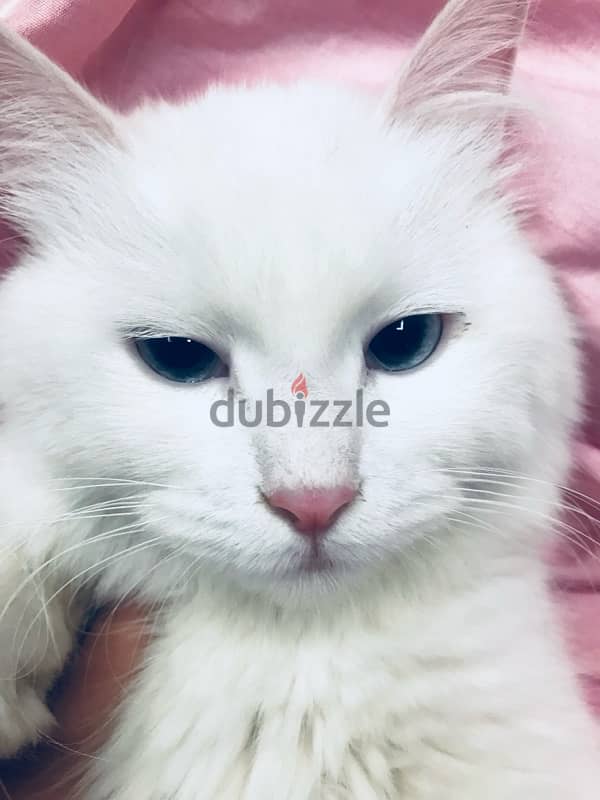 For Sale Persian Cat (White) 5