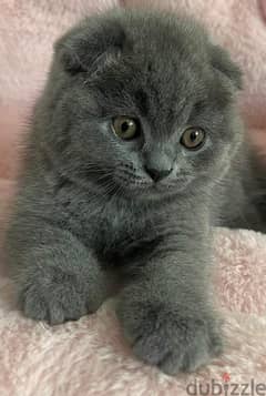 Scottish fold 0