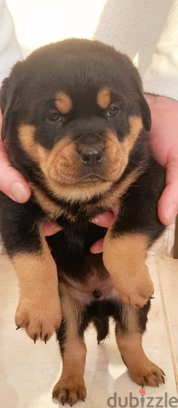 rottweiler king size hight quality