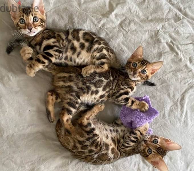 bengal cute girl stil available بنغال 0