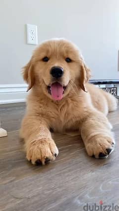 Golden Retriever Pure Puppies/ Available Delivery dog كلاب 0