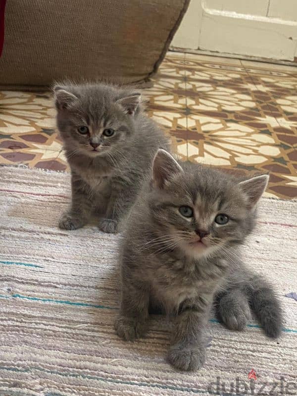 1 month kittens for sale 1