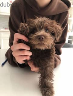 Unique Chocolate Maltipoo Puppy/ dog كلاب 0