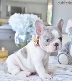 French Bulldogs Puppies/Dog/ كلاب/Available in Store 0