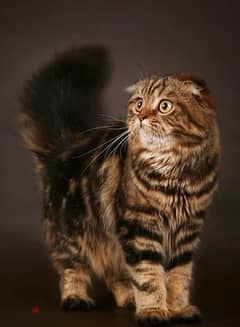 Scottish Fold Highland 0