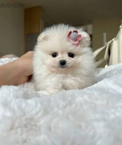 Pomeranian