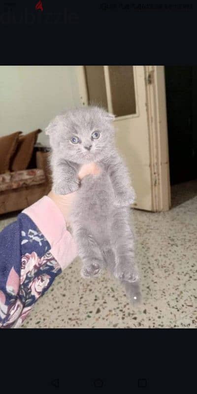 Scottish fold kittens 0