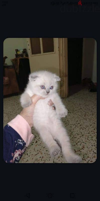 Scottish fold kittens 1