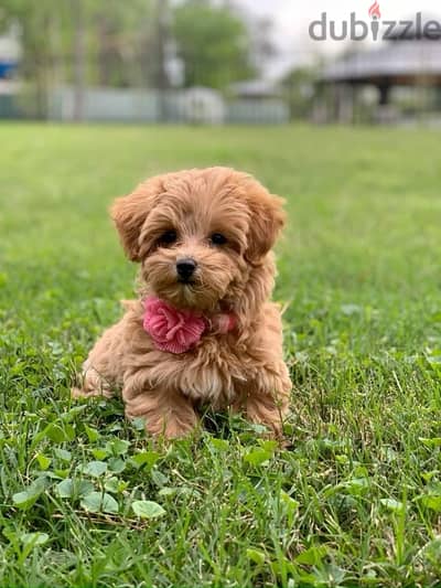 Maltipoo Imported Teacup