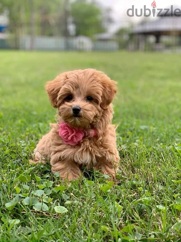 Maltipoo Imported 0