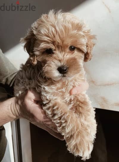 Imported Maltipoo  Brown and white cutie