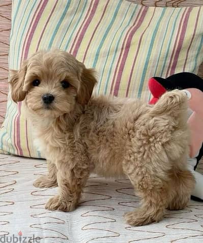 Maltipoo Importe Puppy Delivery too