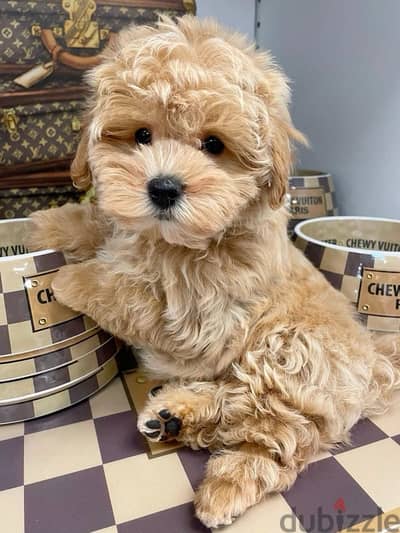 SMALLEST Maltipoo imported Puppy