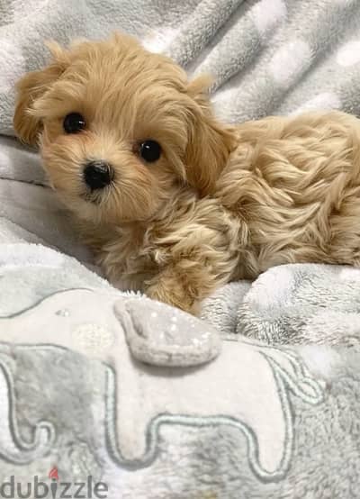 SMALL maltipoo imported