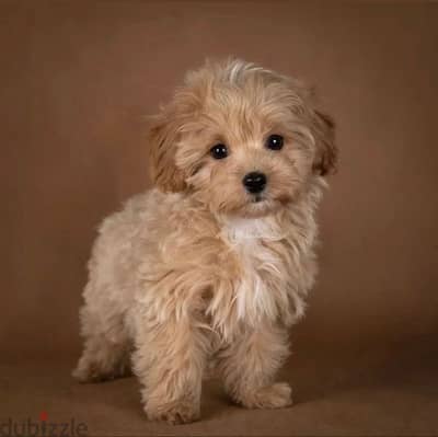 Imported Maltipoo Small Puppy