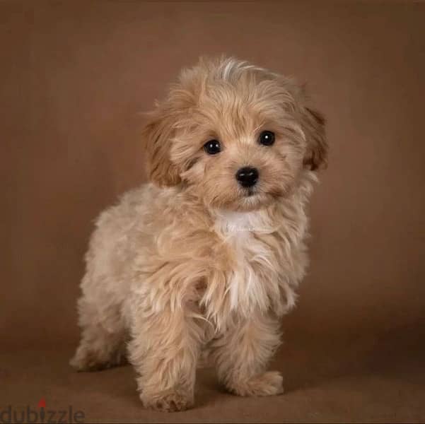 Imported Maltipoo Small Puppy 0