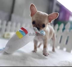 Smallest Chihuahua puppy available in our shop! DELIVERY dog كلاب 0