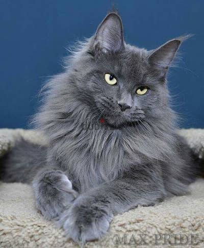 Imported Mainecoon Blue Grey