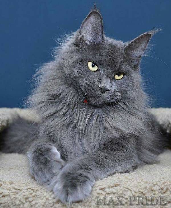 Imported Mainecoon Blue Grey 0