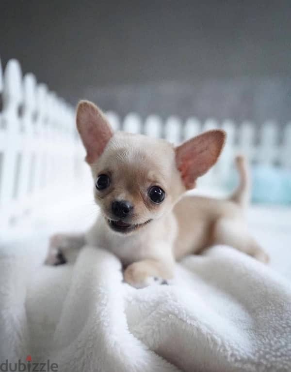 Smallest Chihuahua puppy available in our shop! DELIVERY dog كلاب 0