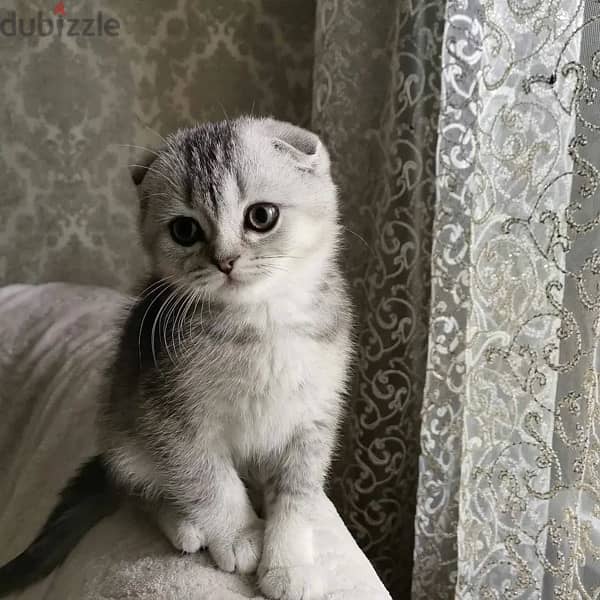 Scottish Fold Silver Tiger Kitten 0