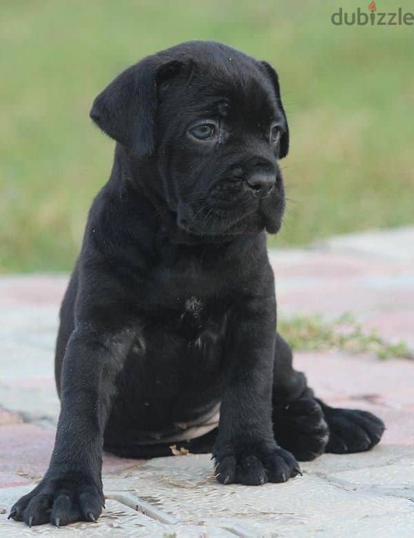 Cane Corso puppy available in our shop! DELIVERY dog كلاب 0