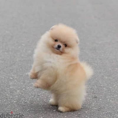 pomeranian