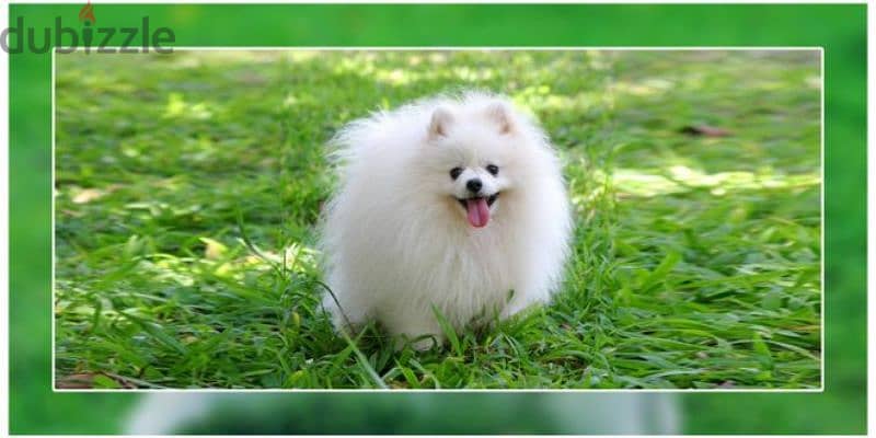 pomeranian teacup toy face 7