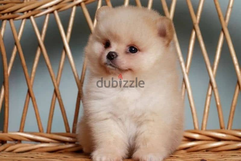 pomeranian teacup toy face 8