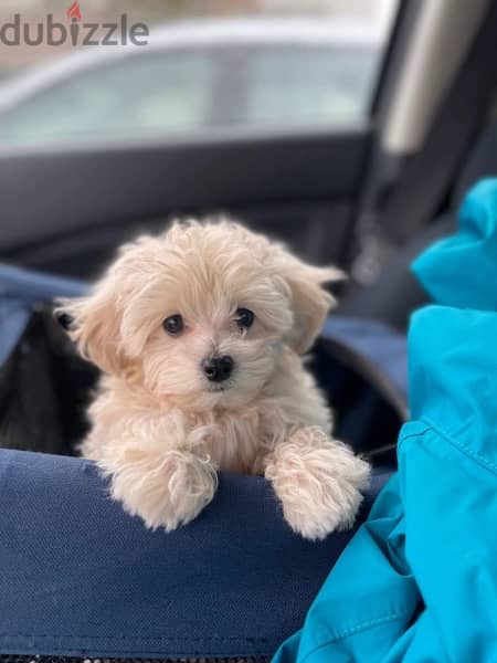 maltipoo female 1