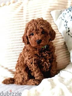 Red Poodle Puppies Available/ dog كلاب 0