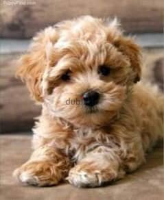 Maltipoo 0