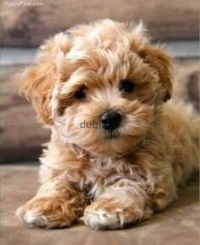 Maltipoo