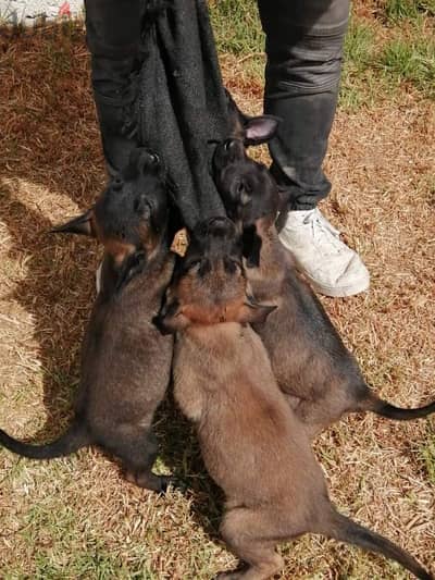 malinois