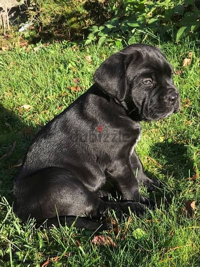 Cane Corso puppy imported high quality breed! Dog كلب