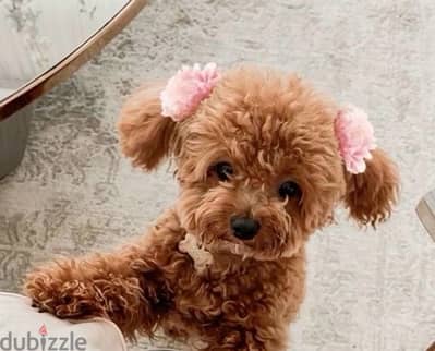 The one & only REAL MICRO TEACUP SIZE pure breed Poodle Puppy/Dog/كلب