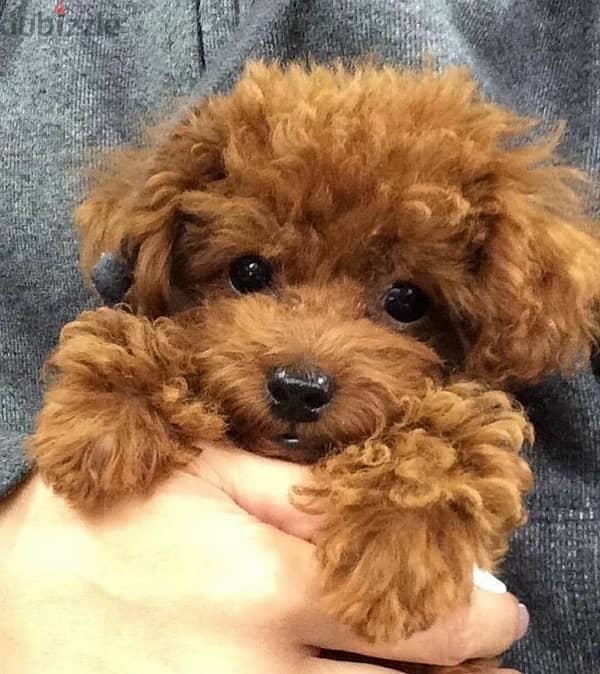 The one & only REAL MICRO TEACUP SIZE pure breed Poodle Puppy/Dog/كلب 0