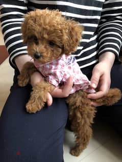 The one & only REAL MICRO TEACUP SIZE pure breed Poodle Puppy/Dog/كلب 0