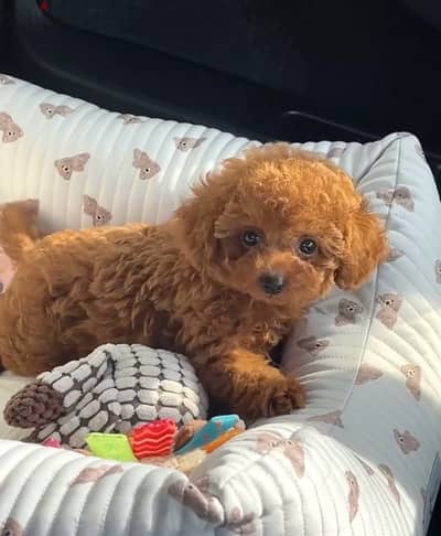 Imported Red brown Toy Poodle puppy STAYS SMALL Delivery Dog كلاب