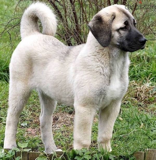 Kangal puppy PURE BREED imported / Delivery / Dog كلب كلاب 0